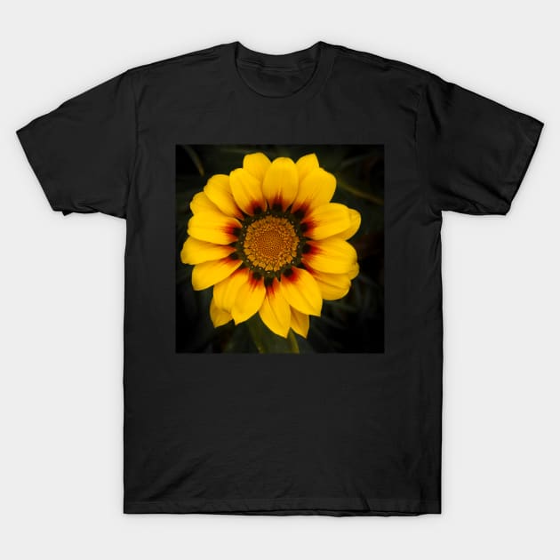 Gazania T-Shirt by fotoWerner